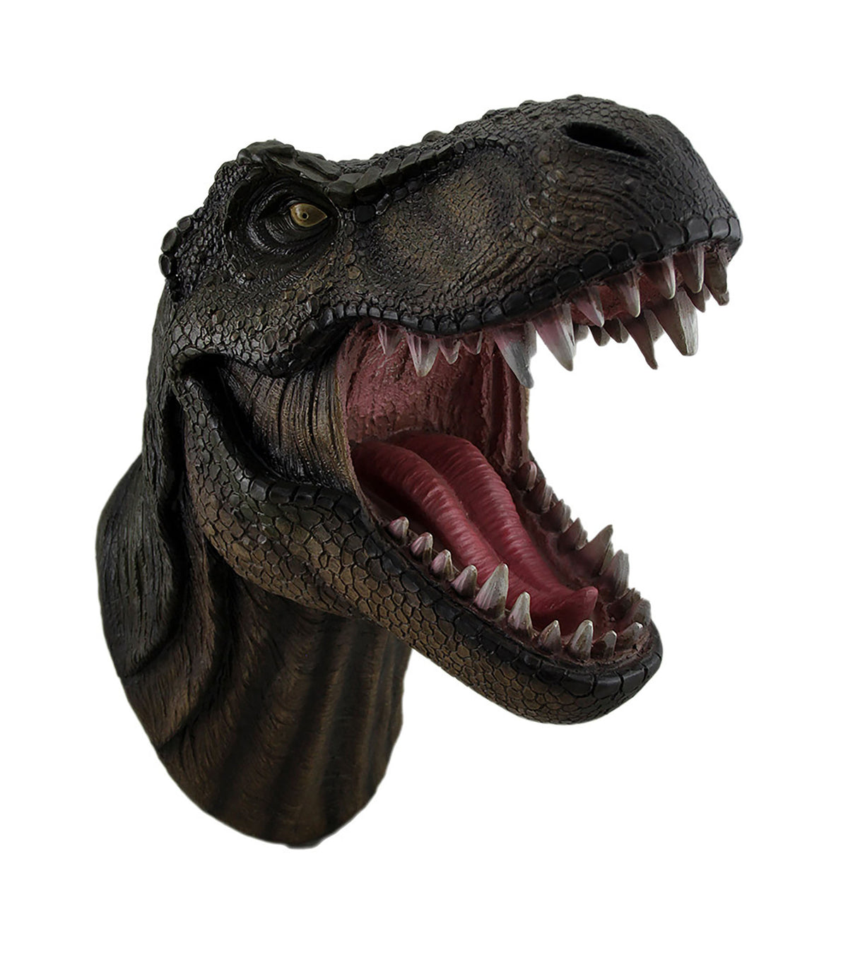 Tyrannosaurus Life Sized Wall Mountable Display Skull — The Prehistoric  Store Atlantic Collectibles Prehistoric Dinosaur T-Rex Head 27cm Tall Wi