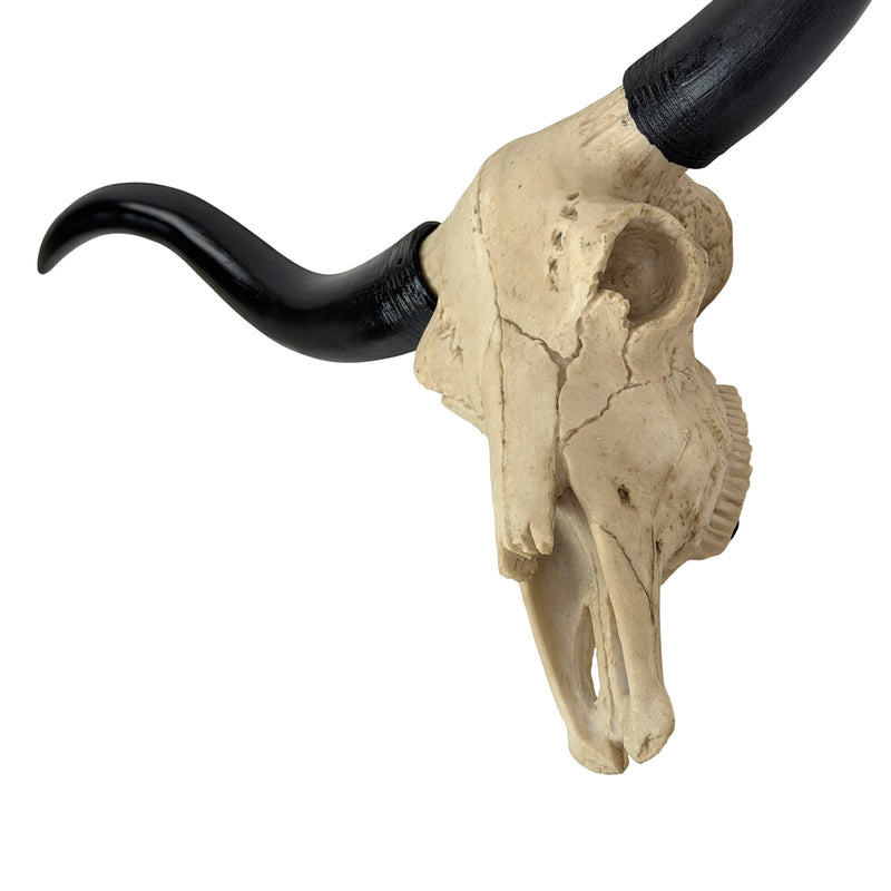 Longhorn Skull Wall Sculpture, 20 Inch Black Horns, Faux Bone Image 9