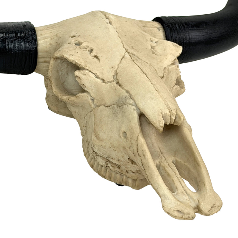 Longhorn Skull Wall Sculpture, 20 Inch Black Horns, Faux Bone Image 3