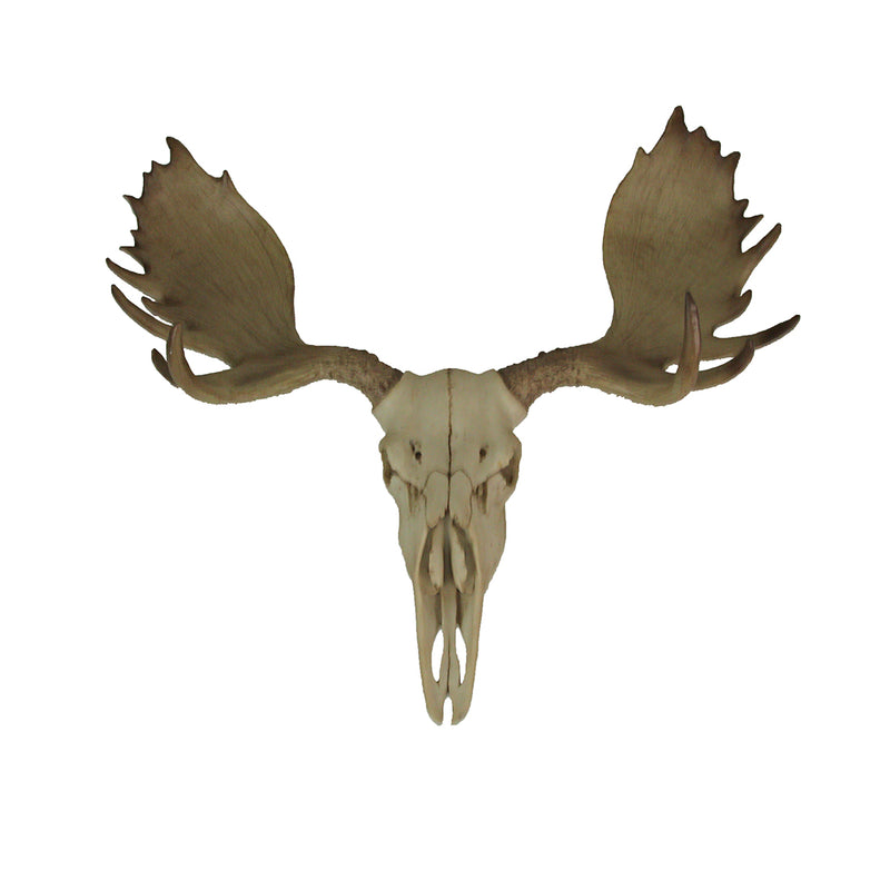 Large Lifelike Bull Moose Skull Hanging Wildlife Decor Statue - Intricately Sculpted, Hand-Painted Faux Taxidermy Art,