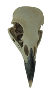 The Enigmatic Corvus: Bird of Prophecy Gothic Raven Skull Wall Decor - Mysterious Hanging Statue for Intriguing Home Ambiance