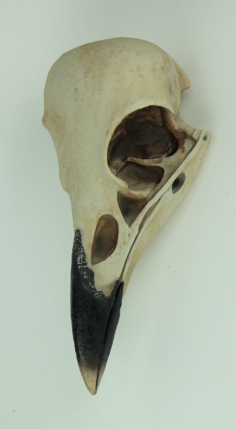 The Enigmatic Corvus: Bird of Prophecy Gothic Raven Skull Wall Decor - Mysterious Hanging Statue for Intriguing Home Ambiance
