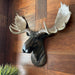 North American Moose Head Bust Wall Hanging Image 4