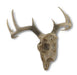 Lifelike 10-Point Buck Deer Skull Replica - Exquisite Wall Hanging for Man Caves and Nature Enthusiasts - Intricately Crafted