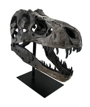 Gray Finished Tyrannosaurus Rex Fossil Skull Statue On Museum Mount T-Rex Image 1