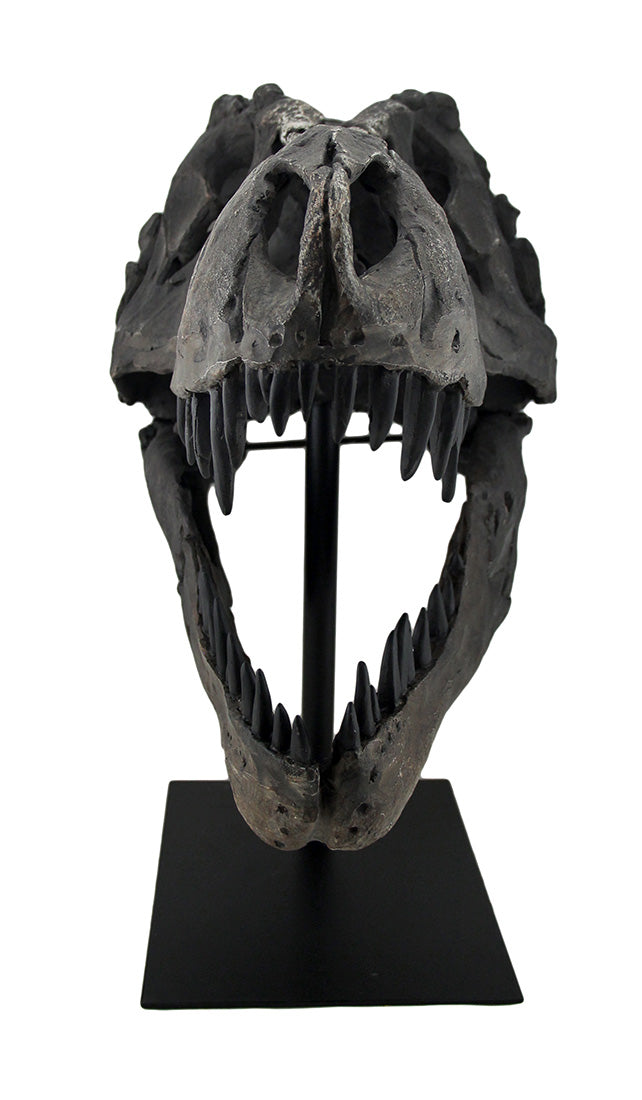 Gray Finished Tyrannosaurus Rex Fossil Skull Statue On Museum Mount T-Rex Image 2