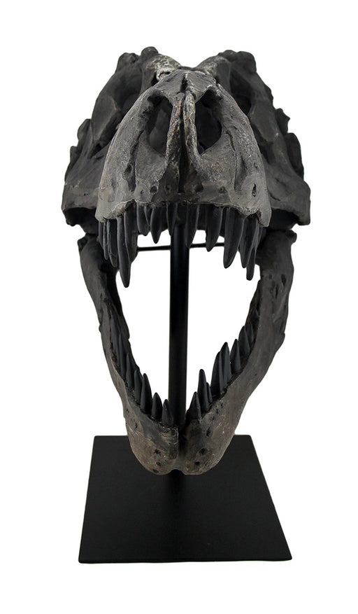 Gray Finished Tyrannosaurus Rex Fossil Skull Statue On Museum Mount T-Rex Image 2
