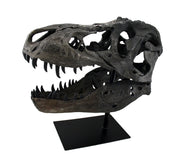Gray Finished Tyrannosaurus Rex Fossil Skull Statue On Museum Mount T-Rex Image 3