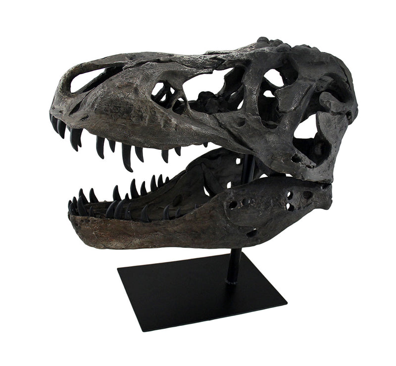 Gray Finished Tyrannosaurus Rex Fossil Skull Statue On Museum Mount T-Rex Image 3