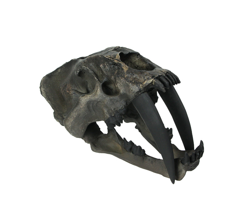 Hand Painted Realistic Prehistoric Brown Saber Toothed Cat Skull Fossil Statue Image 1