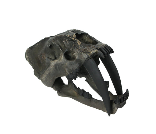 Hand Painted Realistic Prehistoric Brown Saber Toothed Cat Skull Fossil Statue Image 1