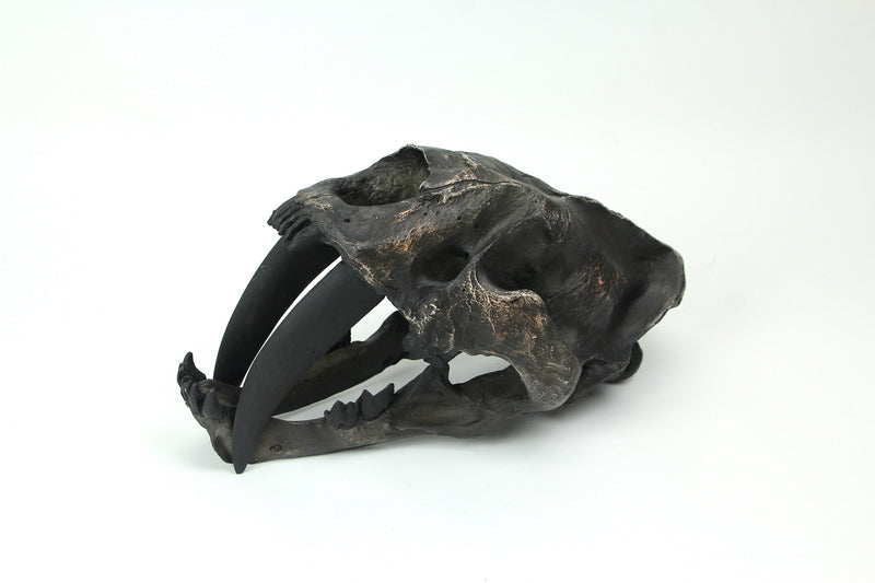 Hand Painted Realistic Prehistoric Brown Saber Toothed Cat Skull Fossil Statue Image 2