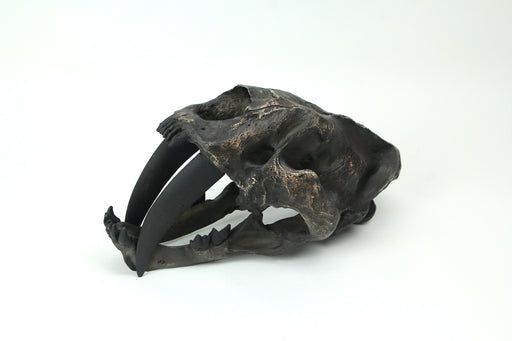Hand Painted Realistic Prehistoric Brown Saber Toothed Cat Skull Fossil Statue Image 2