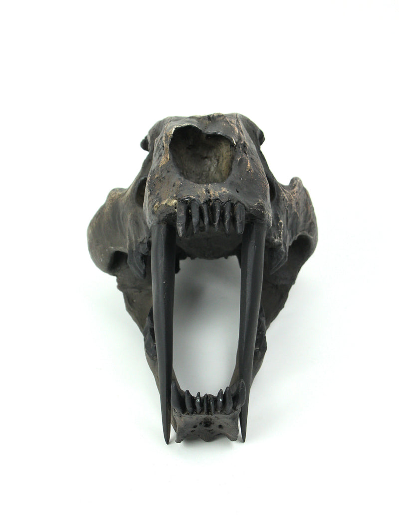 Hand Painted Realistic Prehistoric Brown Saber Toothed Cat Skull Fossil Statue Image 3