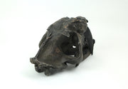 Hand Painted Realistic Prehistoric Brown Saber Toothed Cat Skull Fossil Statue Image 4