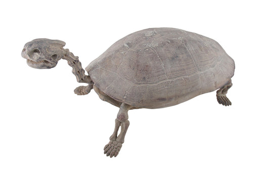 Antique Finish Faux Turtle Skeleton Fossil Statue Image 2