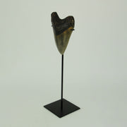 Mounted Giant 6 Inch Megalodon Shark Tooth Fossil Replica Sculpture Image 2