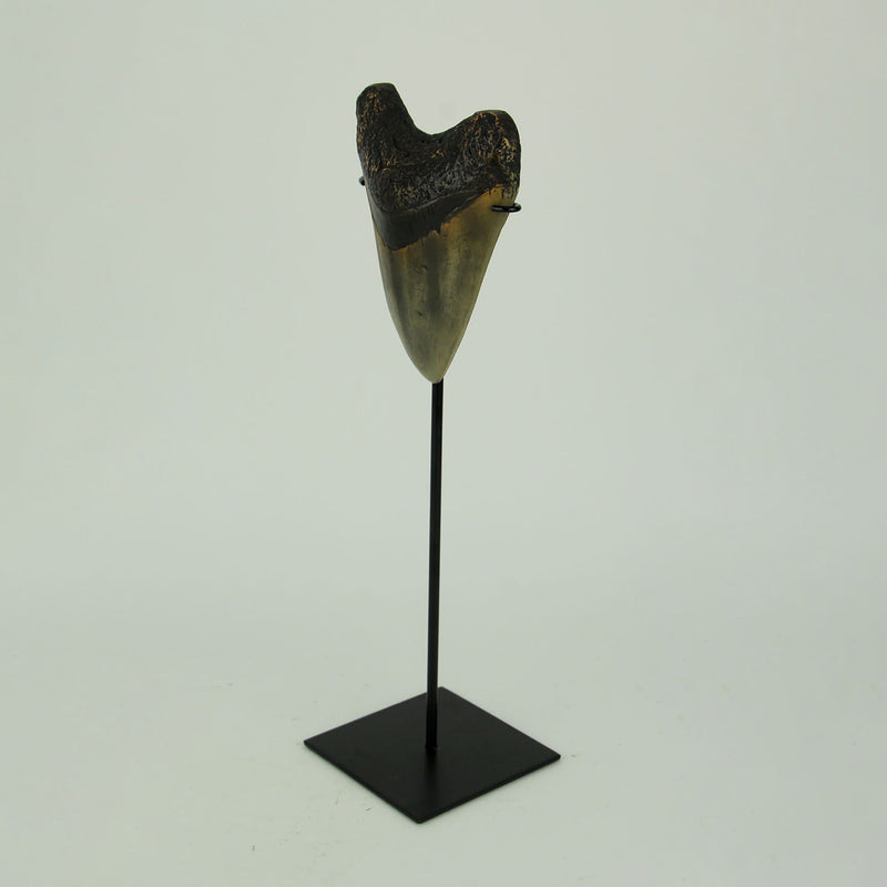 Mounted Giant 6 Inch Megalodon Shark Tooth Fossil Replica Sculpture Image 2