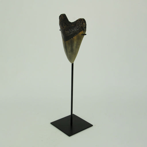 Mounted Giant 6 Inch Megalodon Shark Tooth Fossil Replica Sculpture Image 2
