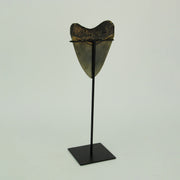 Mounted Giant 6 Inch Megalodon Shark Tooth Fossil Replica Sculpture Image 3