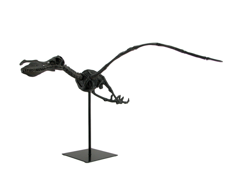 Museum Mounted Pterosaur Flying Dinosaur Fossil Replica Statue Image 2
