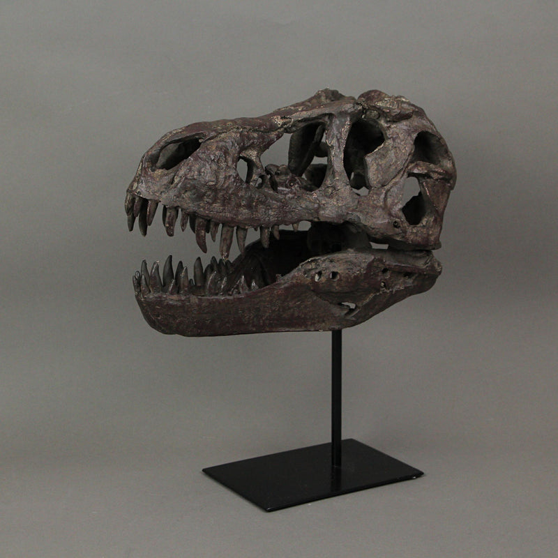 T-Rex Dinosaur Skull Mounted Tyrannosaurus Rex Fossil Statue Image 3