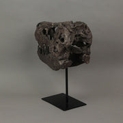 T-Rex Dinosaur Skull Mounted Tyrannosaurus Rex Fossil Statue Image 4
