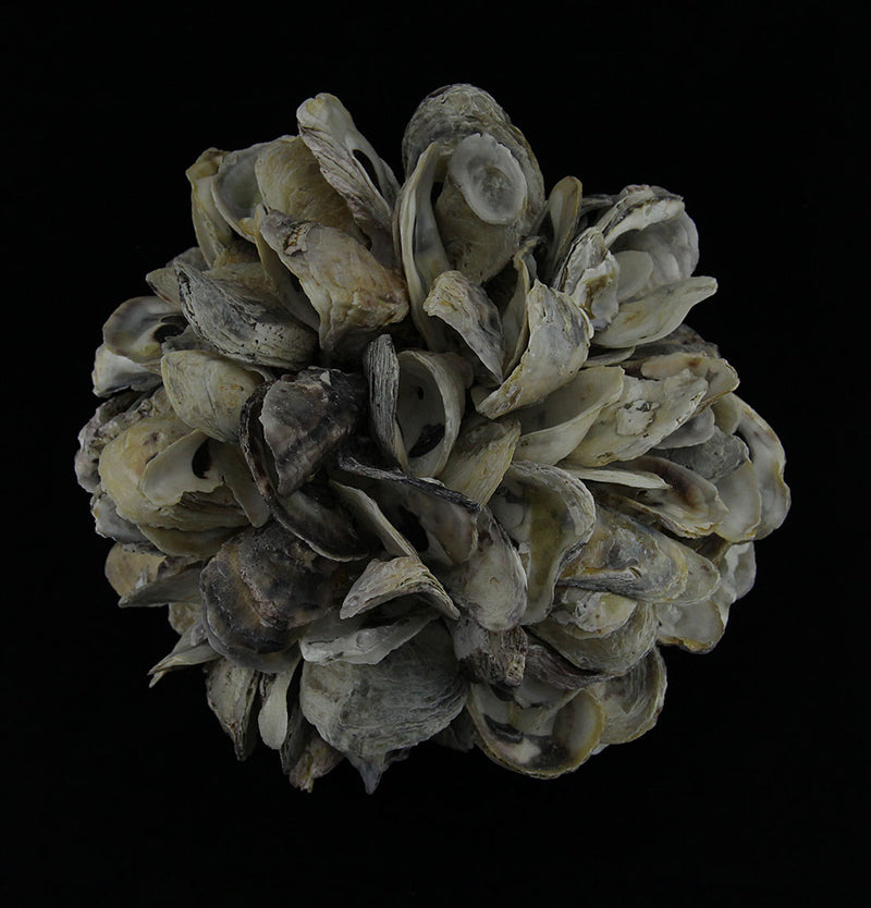 Natural Oyster Shell Orb Decorative Indoor/Outdoor Accent Ball 9 Inch Image 2
