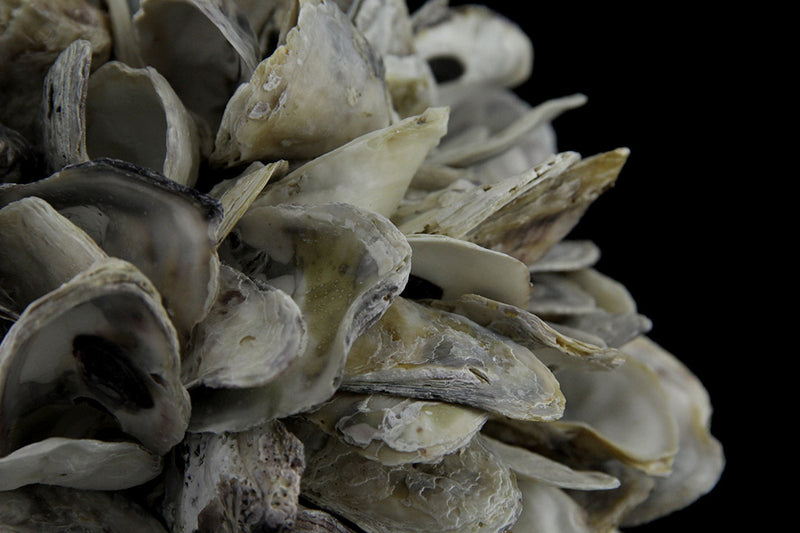 Natural Oyster Shell Orb Decorative Indoor/Outdoor Accent Ball 9 Inch Image 3