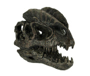 Dilophosaurus Dinosaur Head Fossil Statue Small Image 1