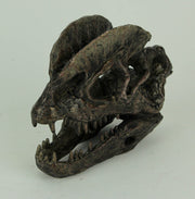 Dilophosaurus Dinosaur Head Fossil Statue Small Image 2