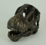 Zeckos 6 Inch Brachiosaurus Dinosaur Skull Fossil Statue, Resin Brown Prehistoric Skeleton Head Figure, Small Jurassic Dino