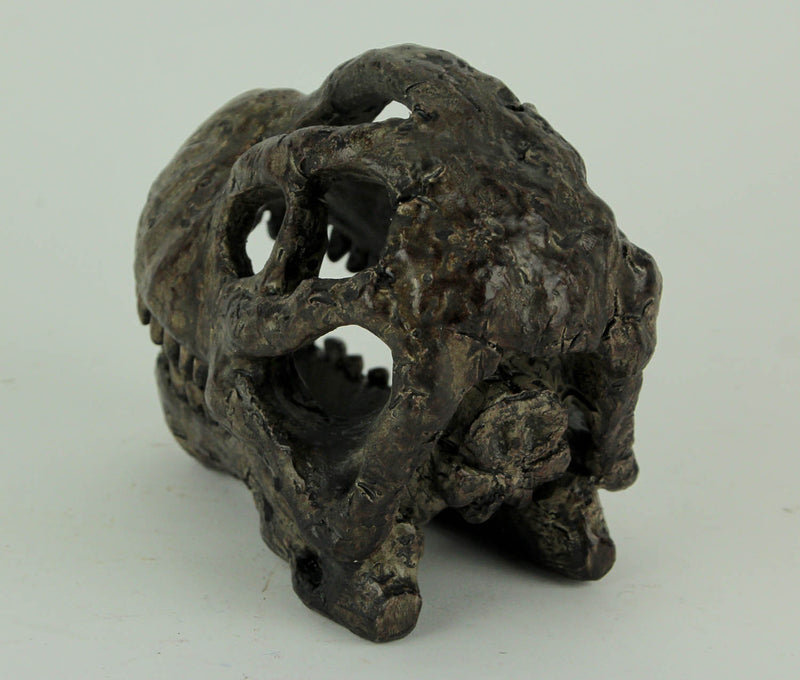 Zeckos 6 Inch Brachiosaurus Dinosaur Skull Fossil Statue, Resin Brown Prehistoric Skeleton Head Figure, Small Jurassic Dino