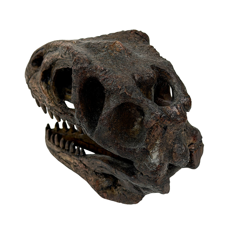 Gigantosaurus Skull - Image 3 - Things2Die4 Giganotosaurus Dinosaur Statue, 6.5 Inch Wide