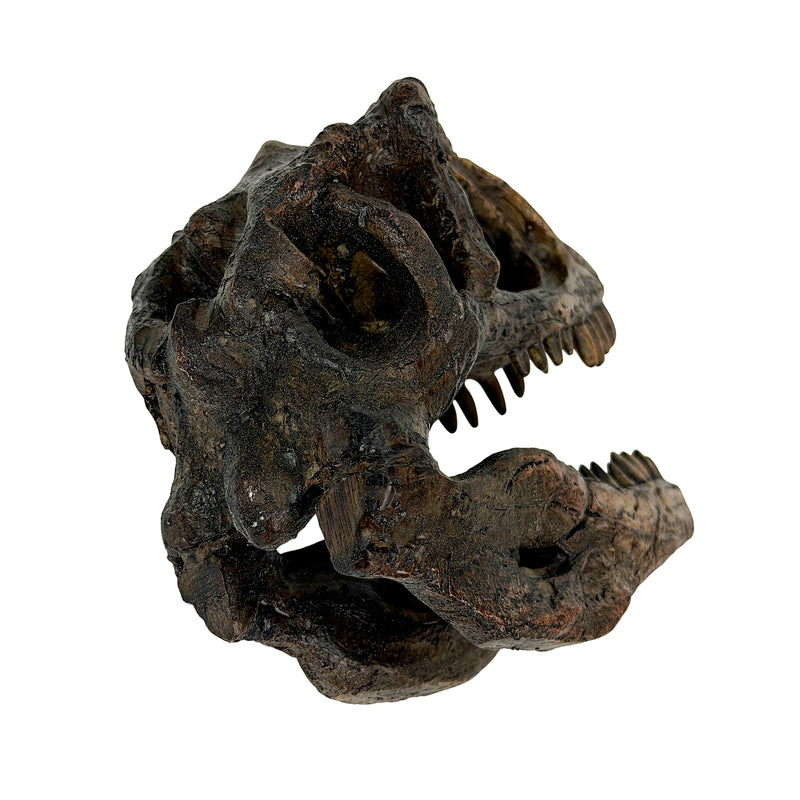 Gigantosaurus Skull - Image 2 - Things2Die4 Giganotosaurus Dinosaur Statue, 6.5 Inch Wide