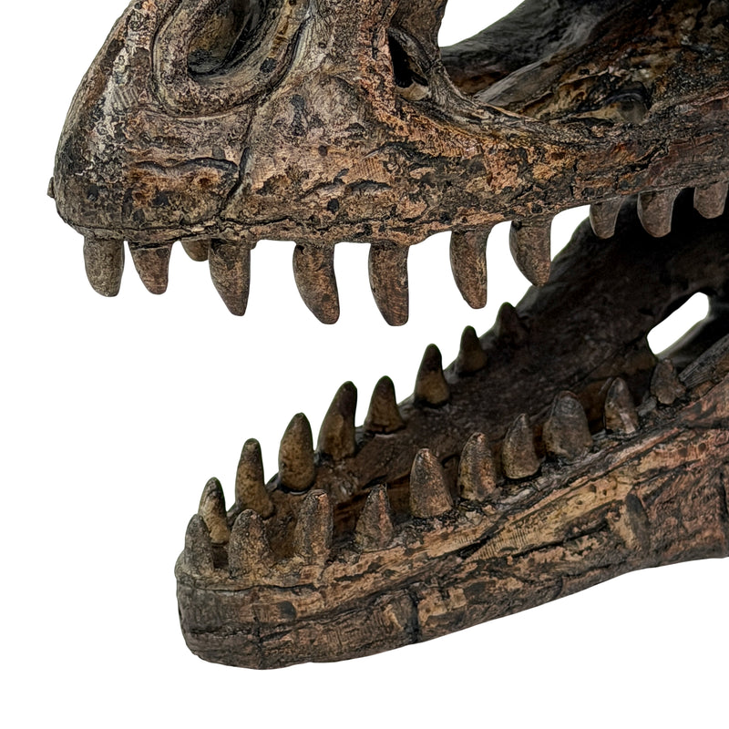 Gigantosaurus Skull - Image 9 - Things2Die4 Giganotosaurus Dinosaur Statue, 6.5 Inch Wide