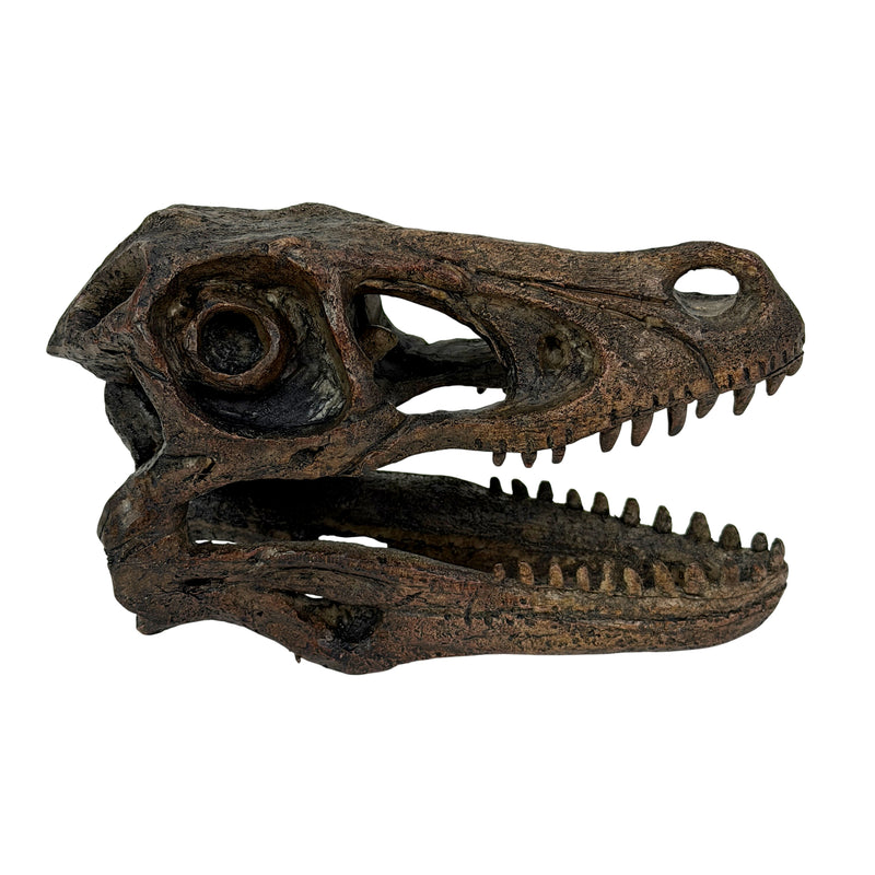 Velociraptor Skull - Image 8 - Things2Die4 Velociraptor Statue, 7 Inch Brown Resin Open-Jaw