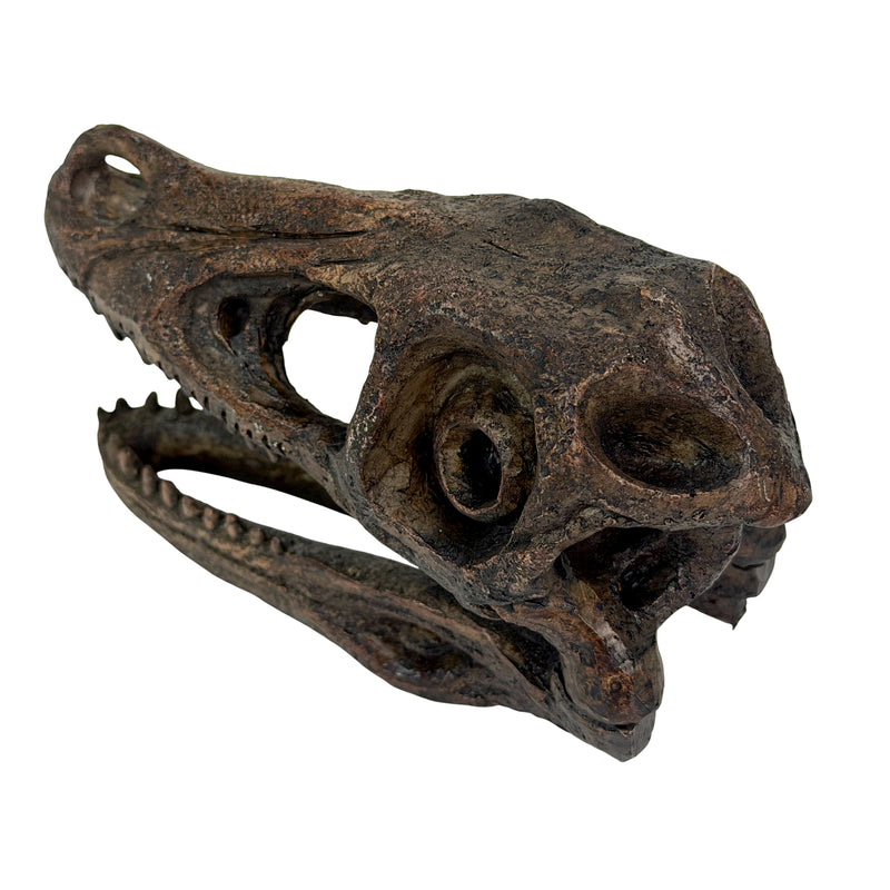 Velociraptor Skull - Image 3 - Things2Die4 Velociraptor Dinosaur Statue, 7 Inch Long Brown Resin Skull