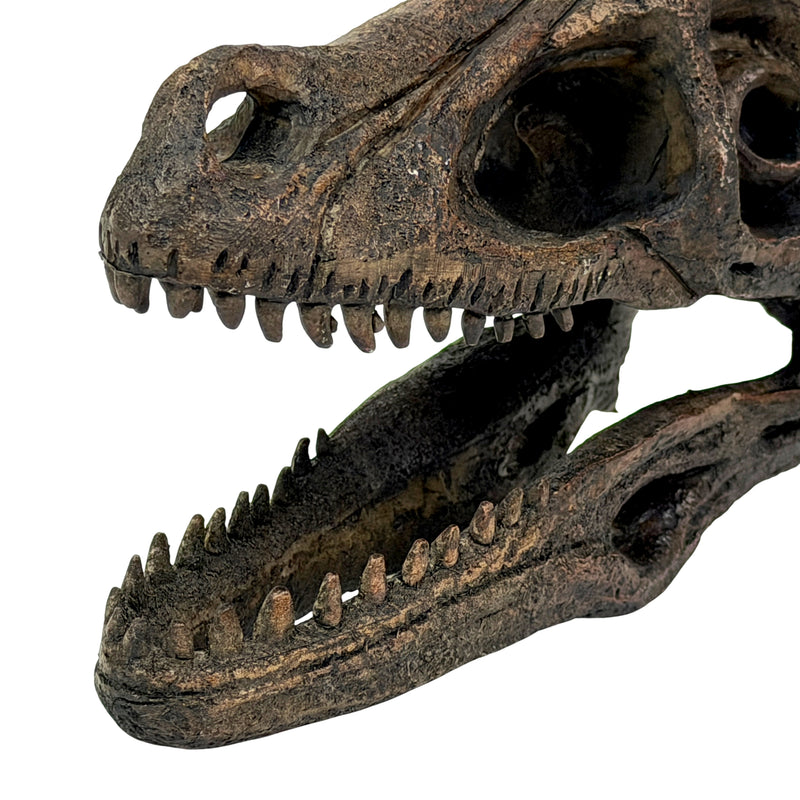Velociraptor Skull - Image 9 - Things2Die4 Velociraptor Statue, 7 Inch Brown Resin Open-Jaw