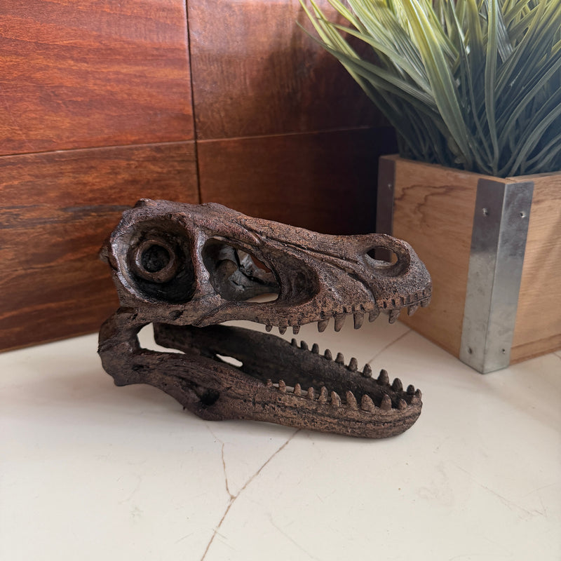 Velociraptor Skull - Image 6 - Things2Die4 Velociraptor Statue, 7 Inch Brown Resin Open-Jaw