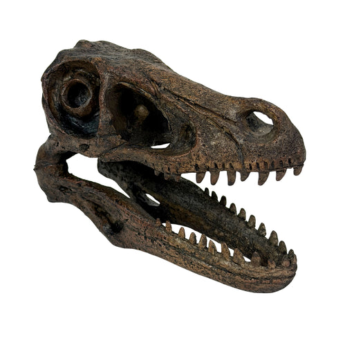 Velociraptor Skull - Image 1 - Things2Die4 Velociraptor Statue, 7 Inch Brown Resin Open-Jaw