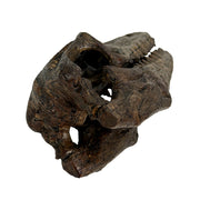 Mosasaurus Skull - Image 2 - Things2Die4 Mosasaurus Statue, 7.5 Inch Brown Resin