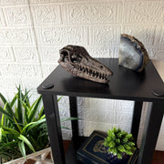 Mosasaurus Skull - Image 5 - Things2Die4 Mosasaurus Statue, 7.5 Inch Brown Resin