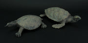 Hawksbill and Soft Shell Sea Turtle 2 Piece Statue Set Image 2