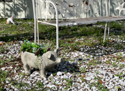 Grey - Image 4 - Charming Rustic Weathered Grey Smiling Pig Resin Planter Plant Pot - Adorable Outdoor Décor Accent for