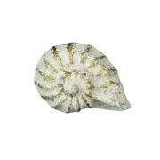 White - Image 1 - Set of 6 Rustic Antique White Finish Cast Iron Nautilus Shell Drawer Pulls - 2 Inches Long - Nautical