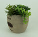 Artificial Succulents in Rustic Apple Shaped Wood Planter Image 2