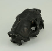 Black Saber Toothed Cat Skull Statue Smilodon Image 3