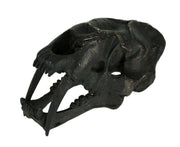 Black Saber Toothed Cat Skull Statue Smilodon Image 1