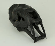 Black Saber Toothed Cat Skull Statue Smilodon Image 2